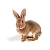 /album/mananca-sanatos-ro/images-3-jpg/